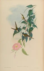 Heliactin cornuta = Heliactin bilophus